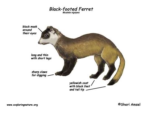 The Malic Ferret: Common Health Issues and Preventative Measures